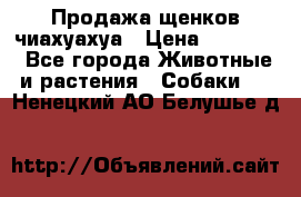 Продажа щенков чиахуахуа › Цена ­ 12 000 - Все города Животные и растения » Собаки   . Ненецкий АО,Белушье д.